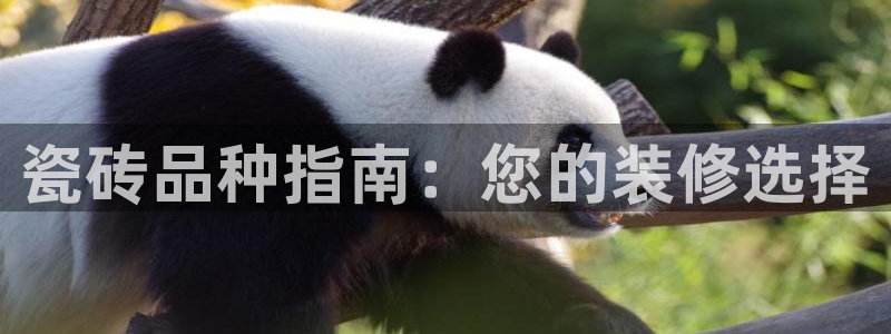 杏鑫平台代理怎么做
